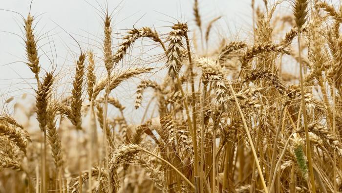 שיבולים בשדה ספירת העומר